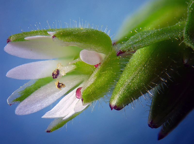 Stellaria media / Centocchio comune